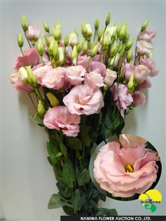 Eustoma Pareol Pink.jpg